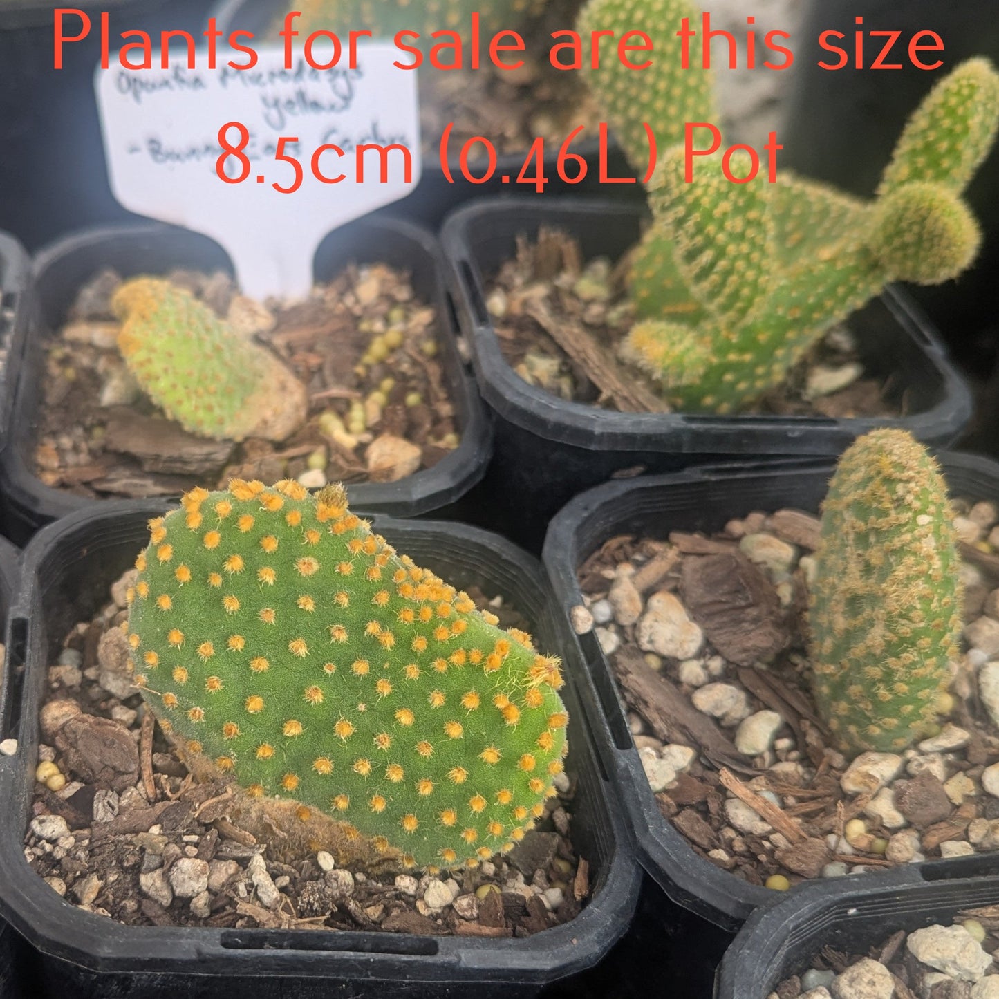 Opuntia Microdasys Yellow | Bunny Ears Cactus
