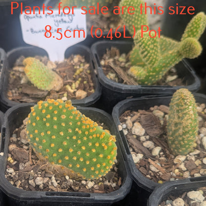 Opuntia Microdasys Yellow | Bunny Ears Cactus