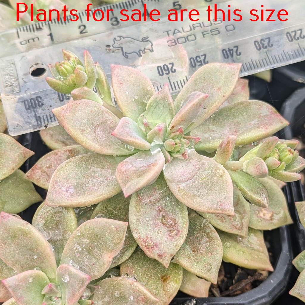 Graptopetalum Paraguayense | Ghost Plant