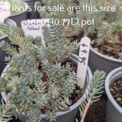Sedum Reflexum | Blue Spruce Stonecrop