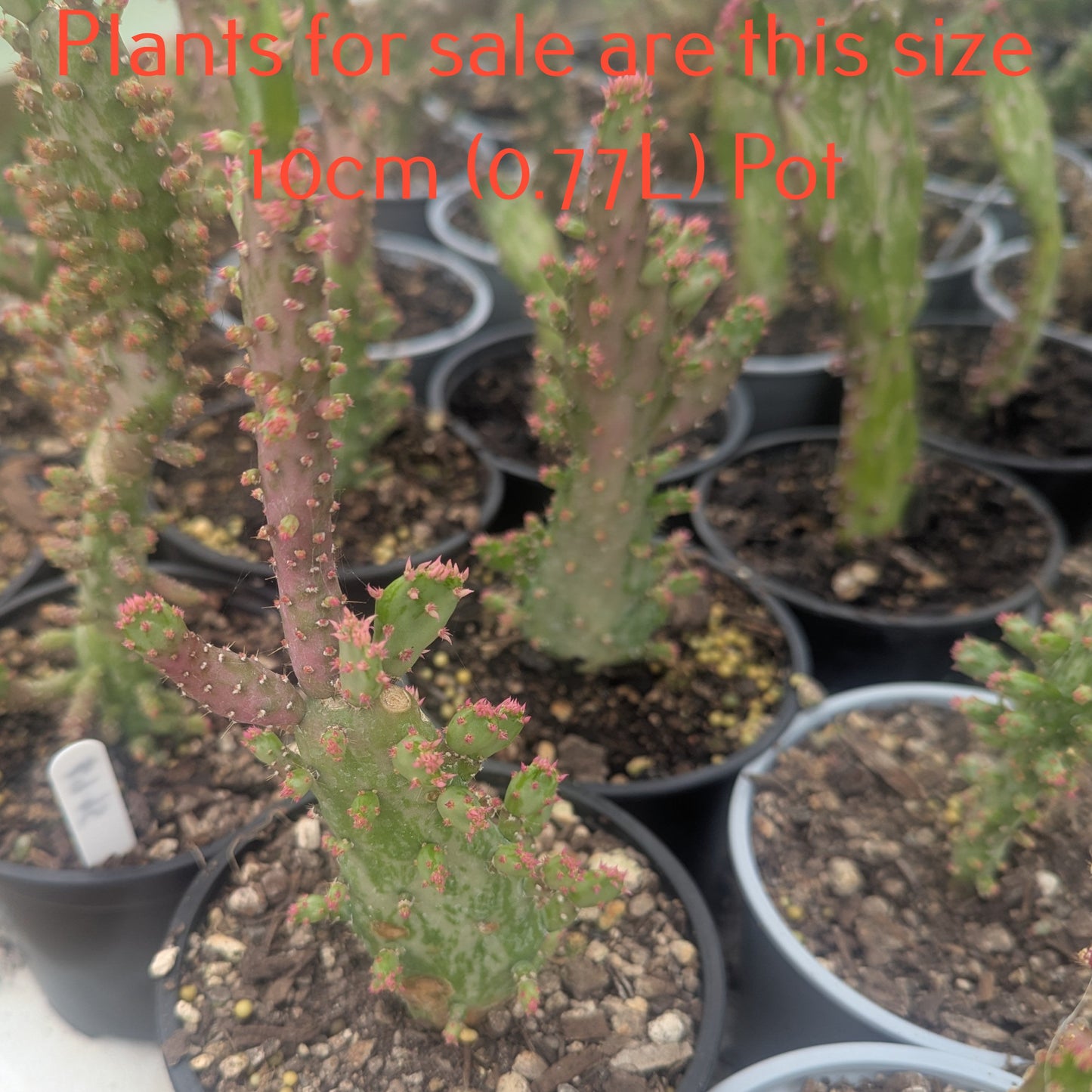 Opuntia Monacantha f. Monstruosa Variegata | Variegated Joseph's Coat