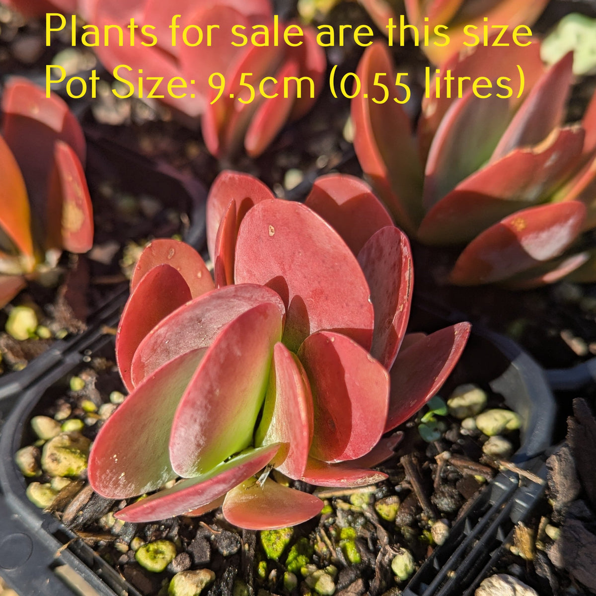 Kalanchoe Luciae | Flapjacks | Paddle Plant