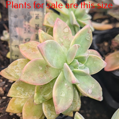 Graptopetalum Tricolor