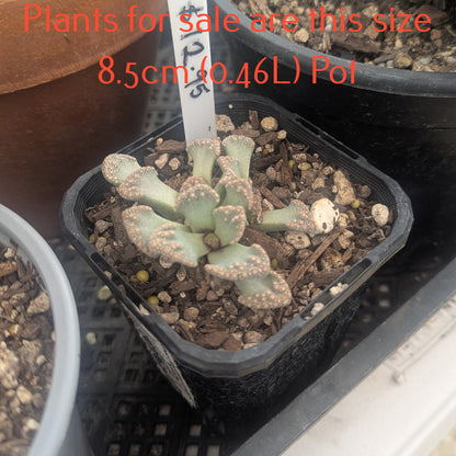 Titanopsis calcarea | Concrete Leaf