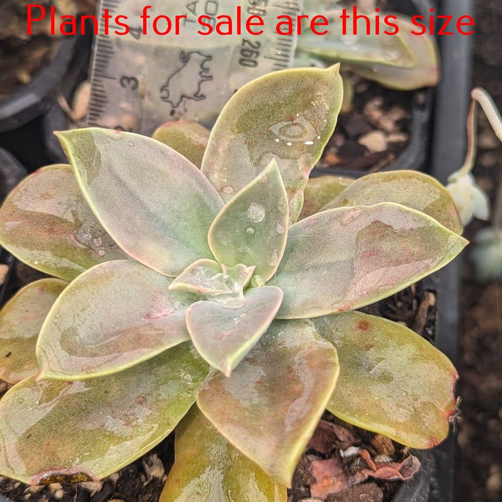 Graptoveria Douglas Huth