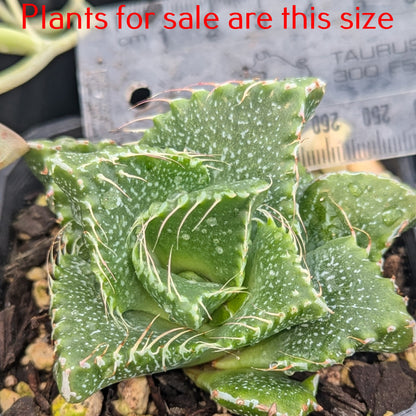 Faucaria Tigrina | Tiger Jaws