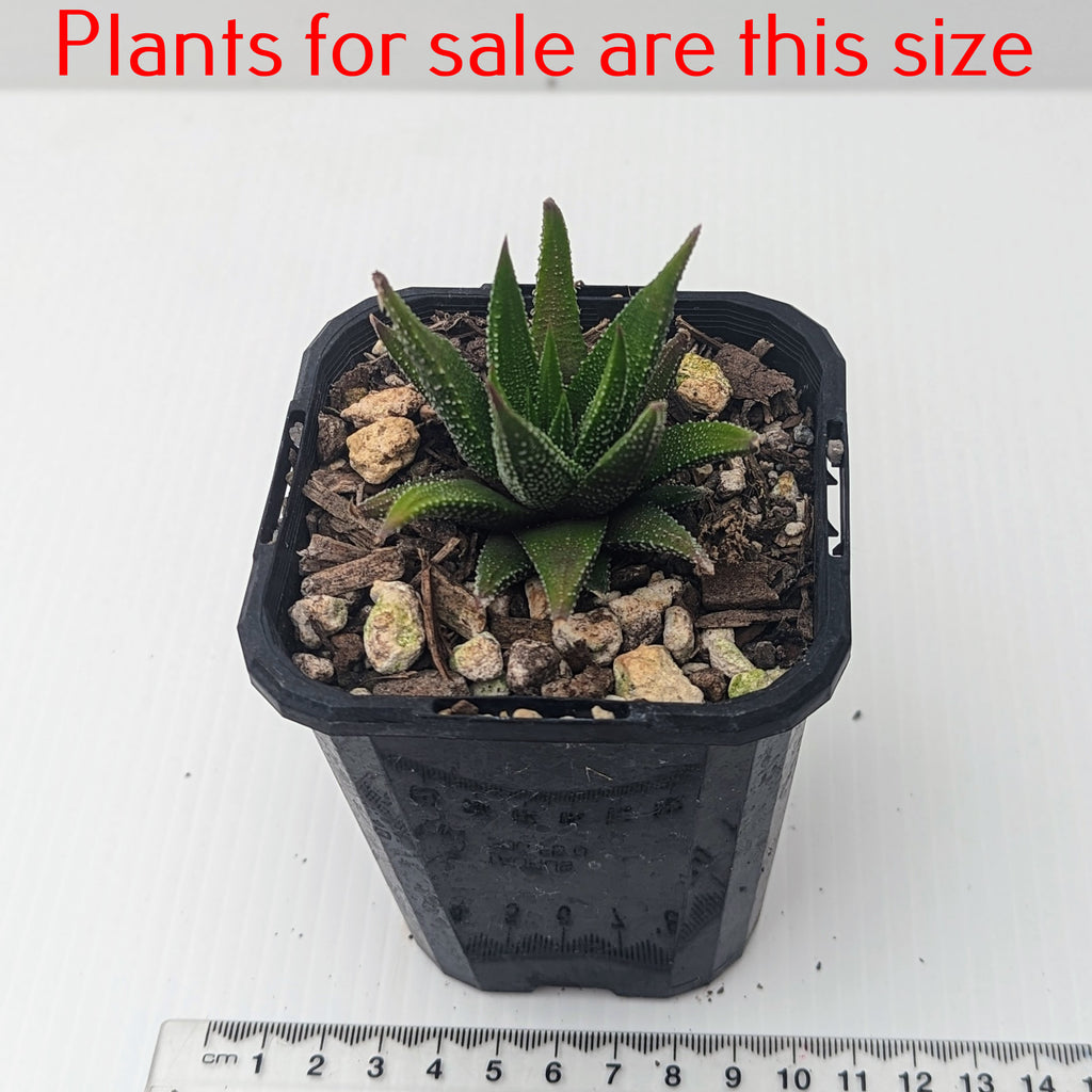 Haworthia Coarctata var Chalwinii