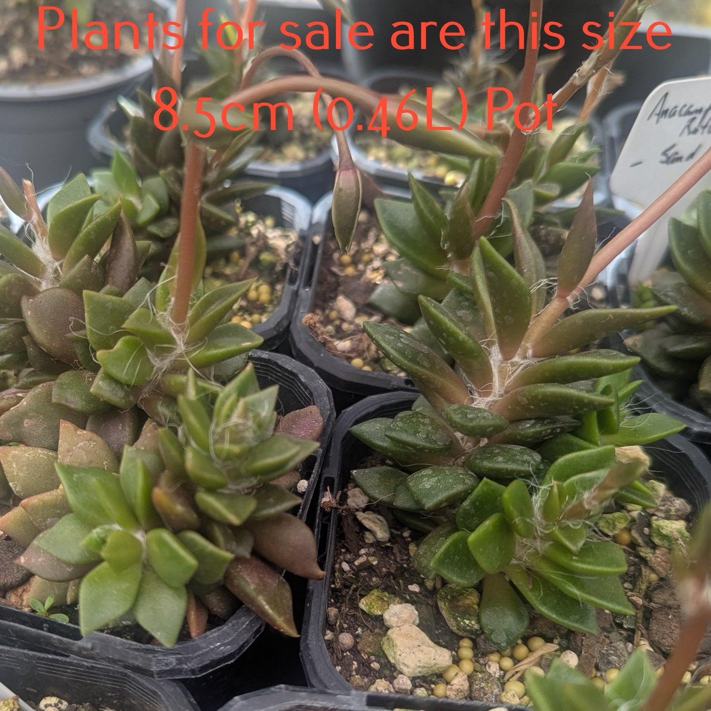 Anacampseros Rufescens | Sand Rose