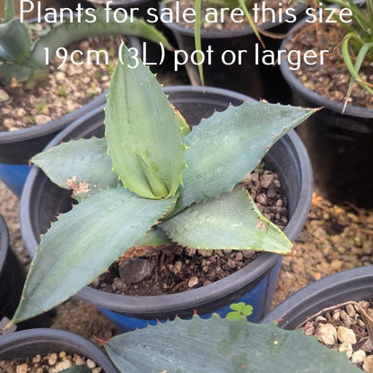 Agave Applanta | Gray Agave