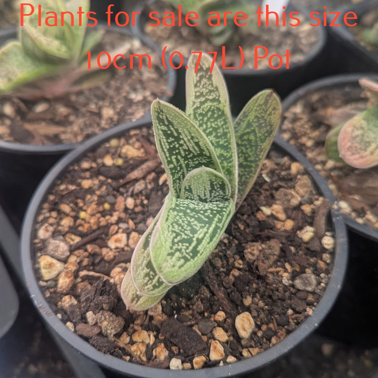 Gasteria cv Little Warty
