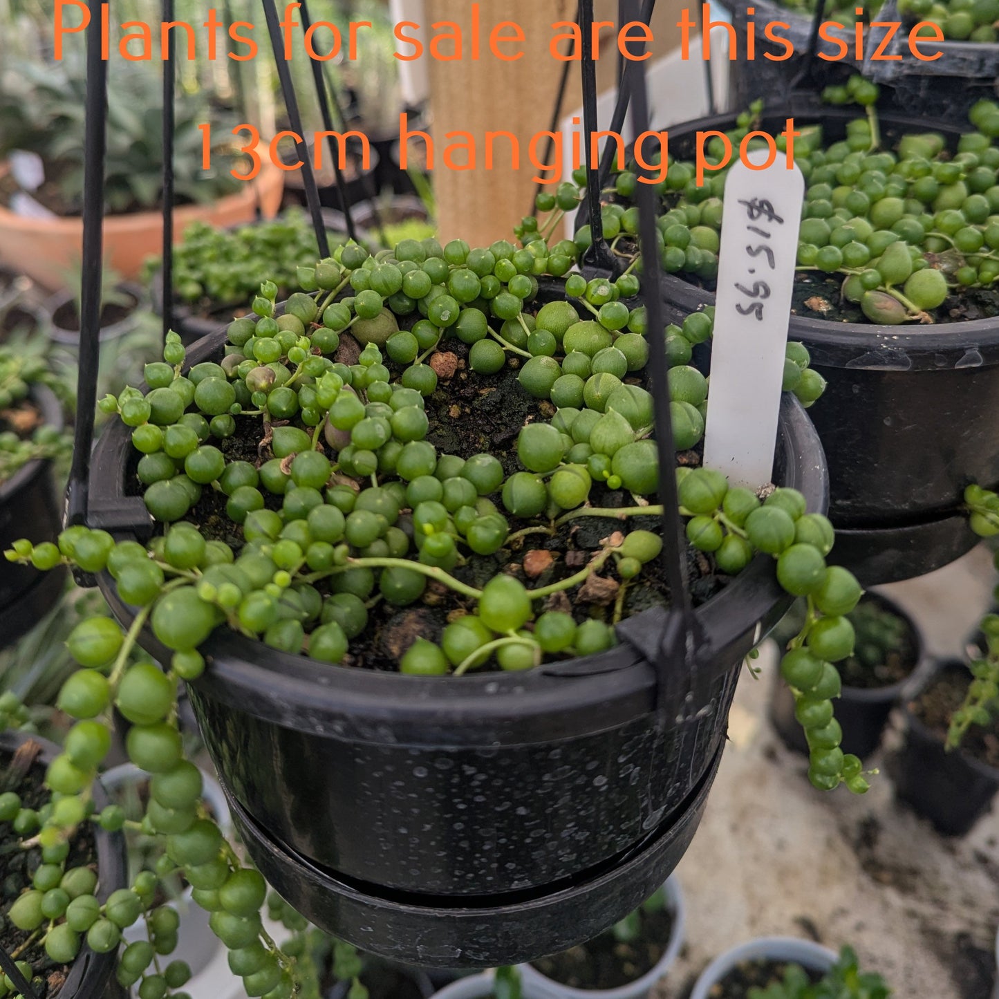 Senecio Rowleyanus | String of Pearls