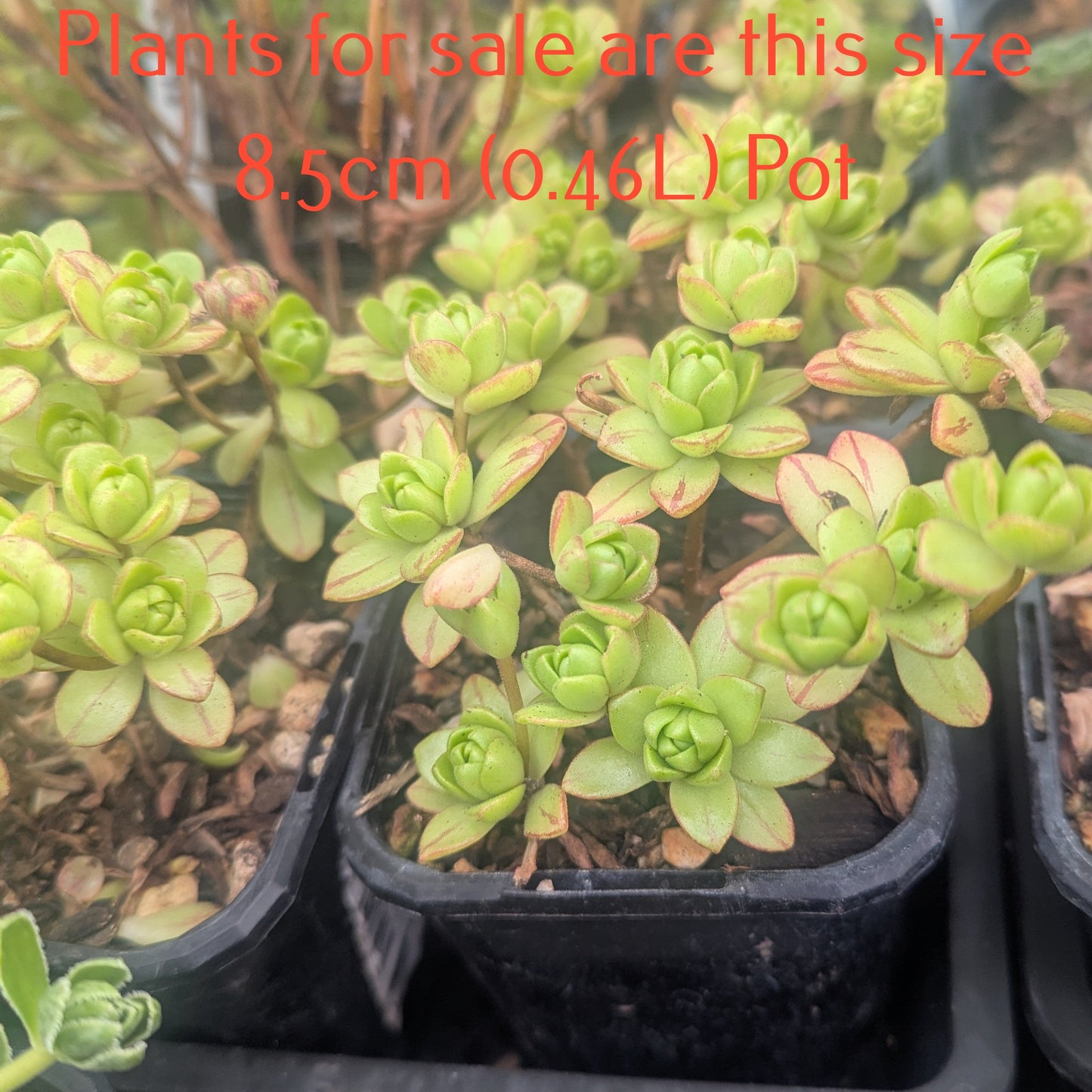 Aeonium x Loartei