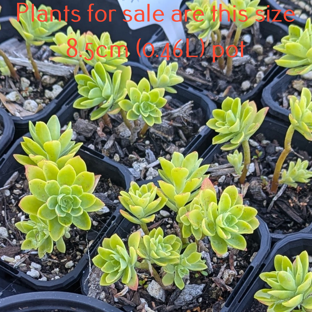 Sedum Palmeri | Palmer's Sedum