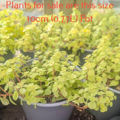 Sedum Makino Ogon | Golden Japanese Stonecrop