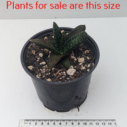 Gasteria Batesiana Barberton | Sand Paper Gasteria