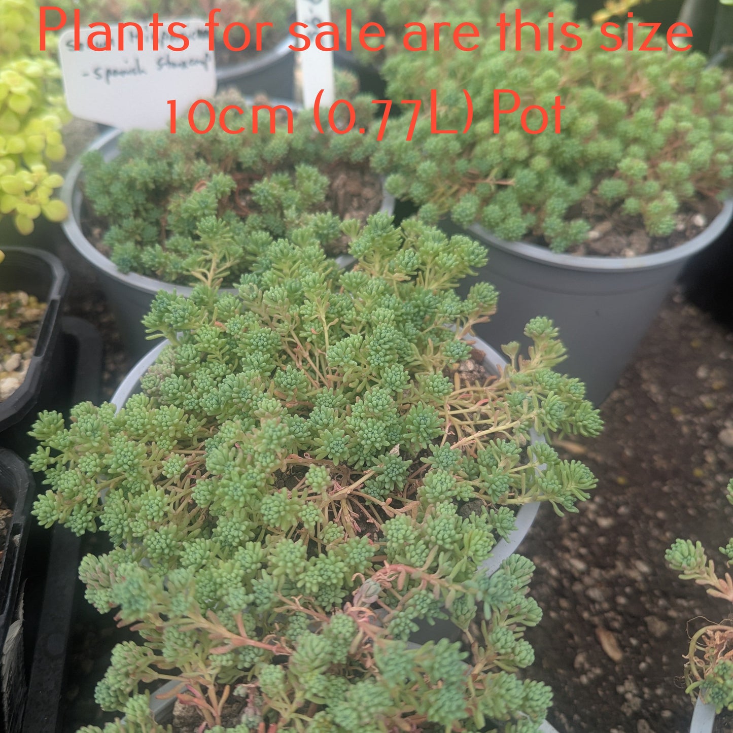 Sedum Hispanicum l Spanish Stonecrop