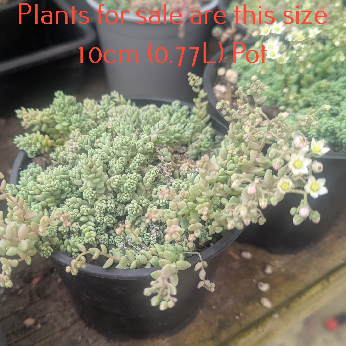 Sedum Dasyphyllum Minor | Blue Tears