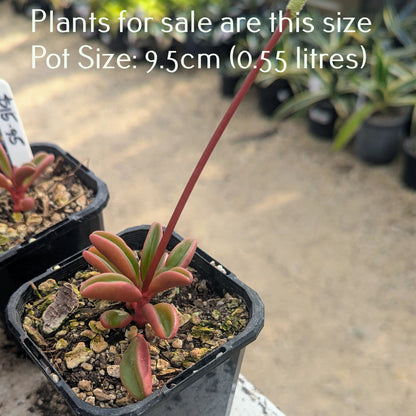 Peperomia Graveolens | Ruby Glow