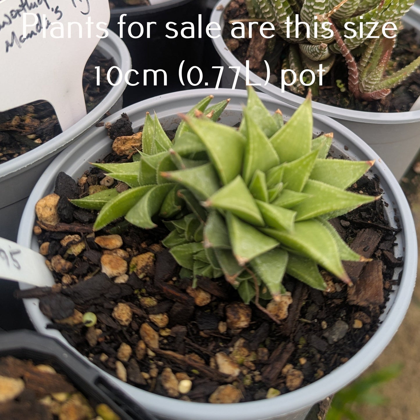 Haworthiopsis Manda's Hybrid