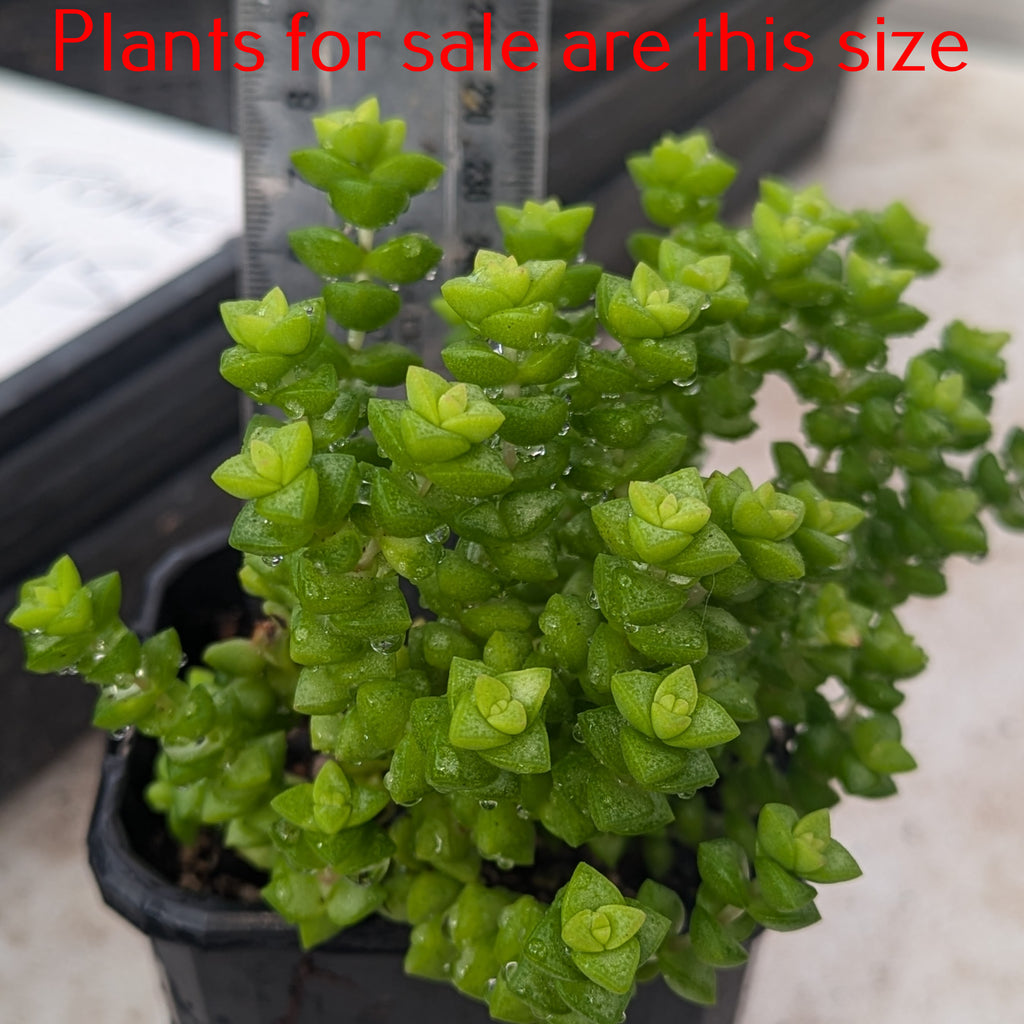 Crassula Brevifolia