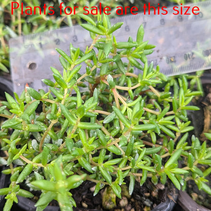 Crassula Biplanata