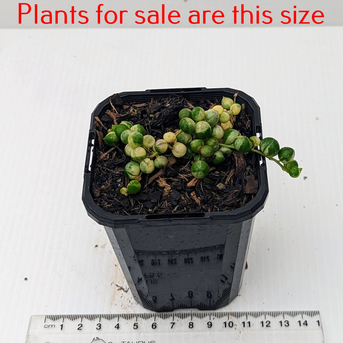 Senecio Rowleyanus Variegata | Variegated String of Pearls