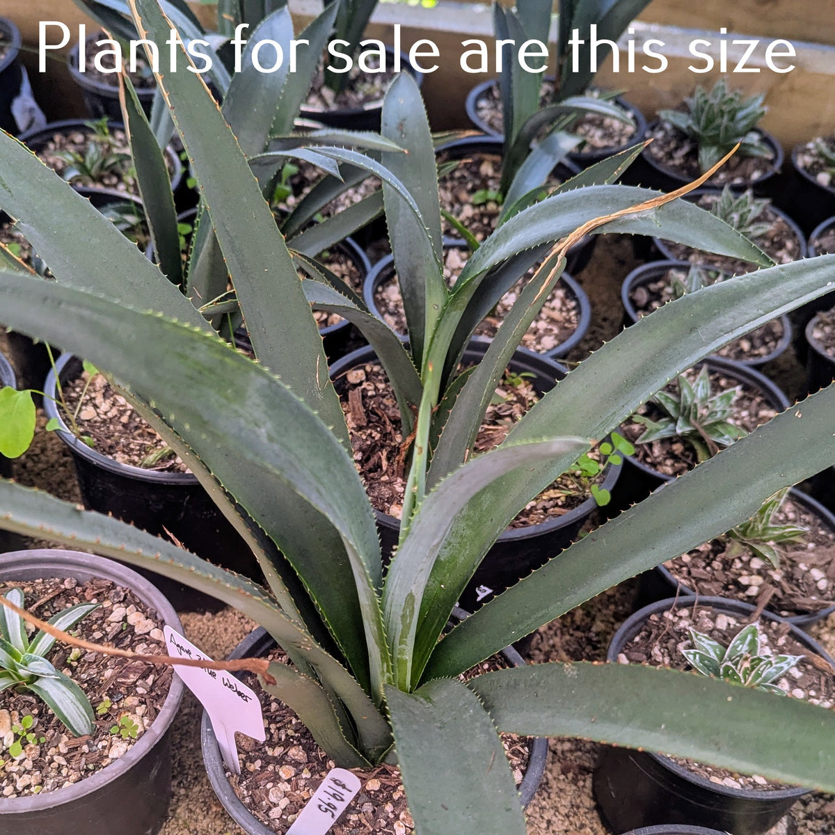 Agave Blue Weber