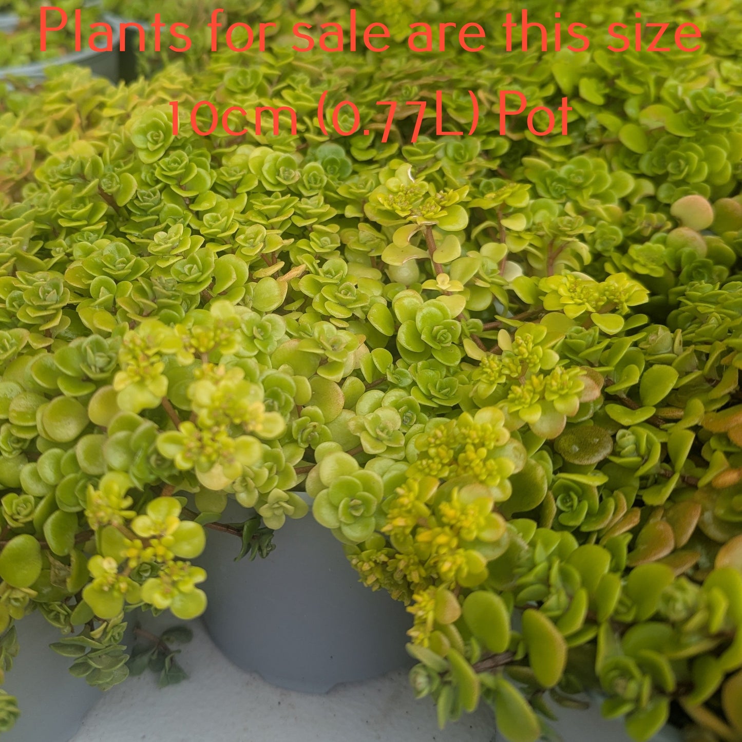 Sedum Spathulifolium 'Green Blob'