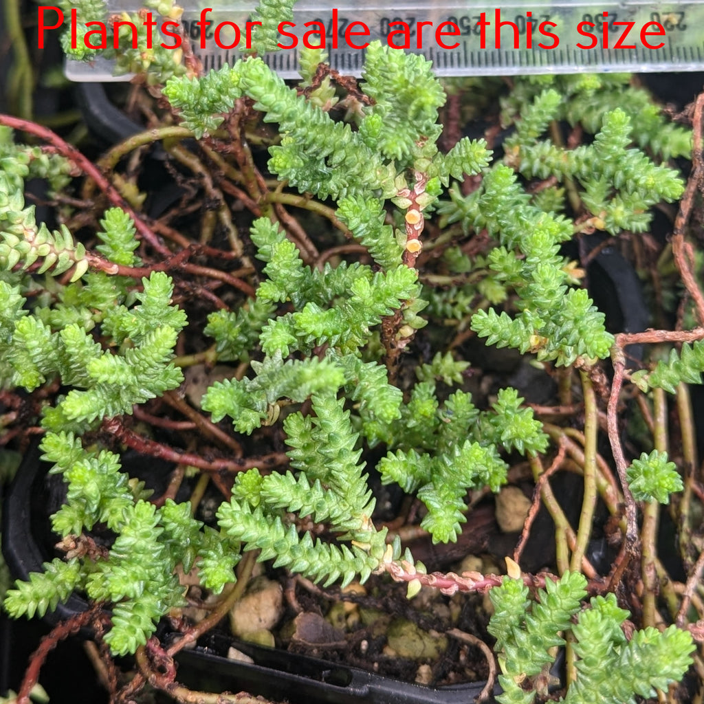 Crassula Lycopodioides | Princess Pine