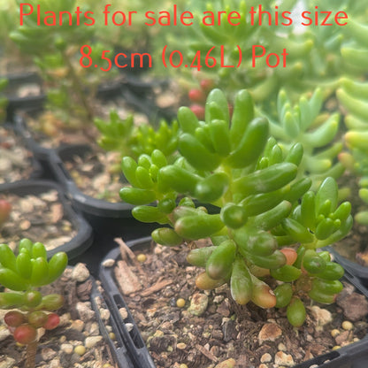 Sedum Rubrotinctum | Red Jelly Bean