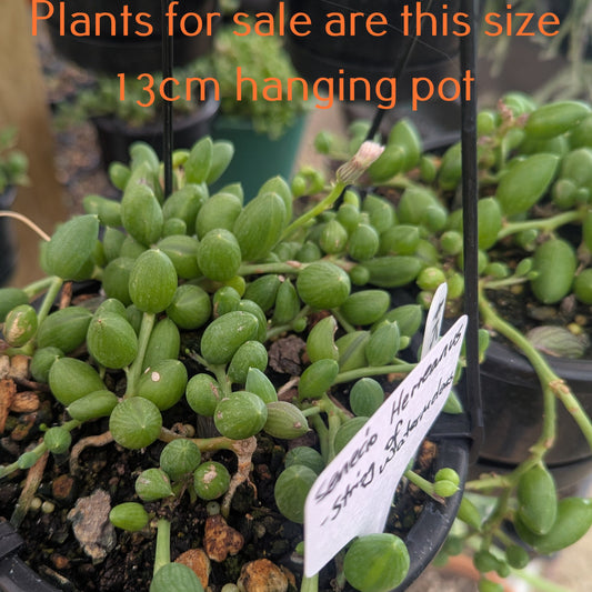 Senecio Herreanus | String of Watermelons