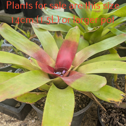Bromeliad Neoregelia Johannis