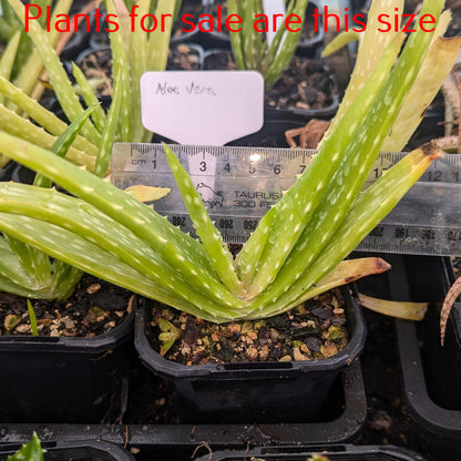 Aloe Vera | Aloe Barbadensis Miller