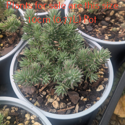 Sedum Griseum