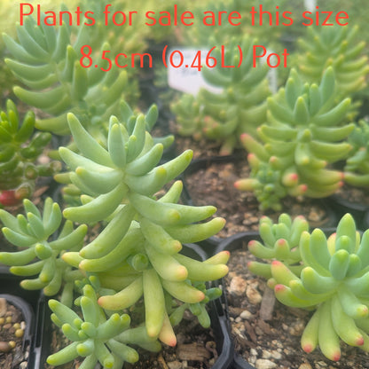 Sedum Pachyphyllum Rose | Blue Jelly Bean