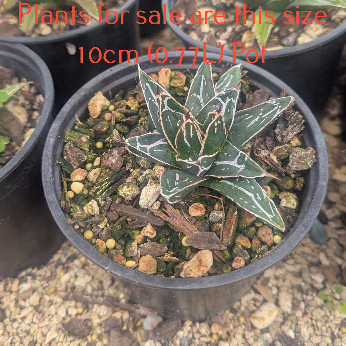 Agave Victoriae Reginae | Queen Victoria Century Plant