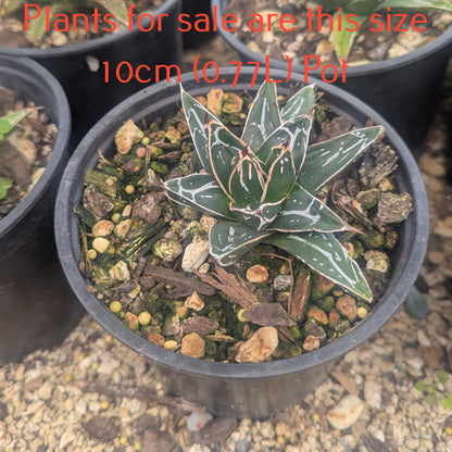 Agave Victoriae Reginae | Queen Victoria Century Plant