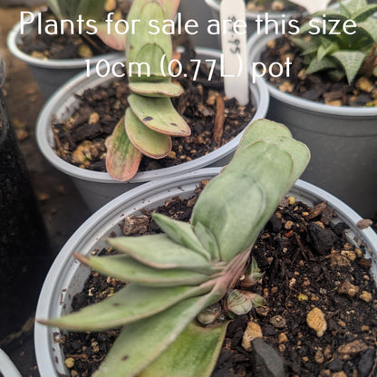 Gasteria Gracillis
