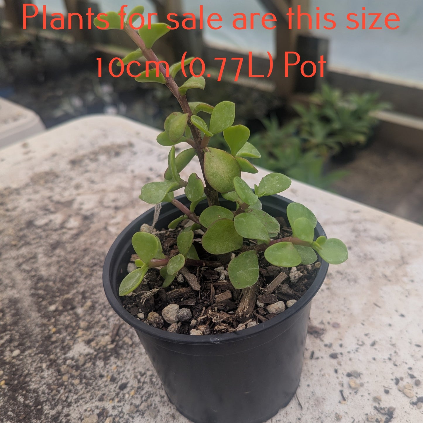 Portulacaria Afra | Elephant Bush