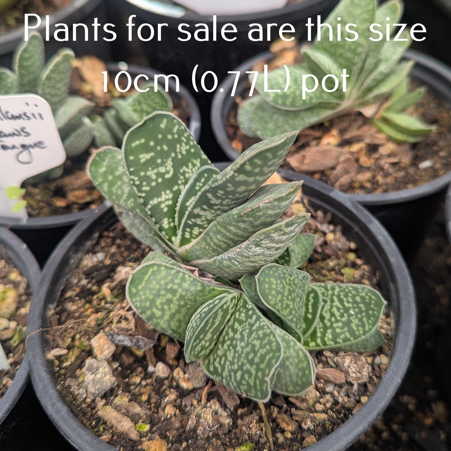 Gasteria Pillansii | Mother-in-Laws Tongue
