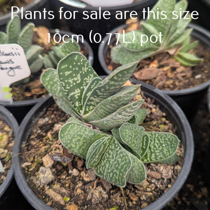 Gasteria Pillansii | Mother-in-Laws Tongue