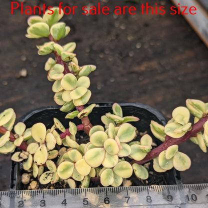 Portulacaria Afra Variegata | Rainbow Bush