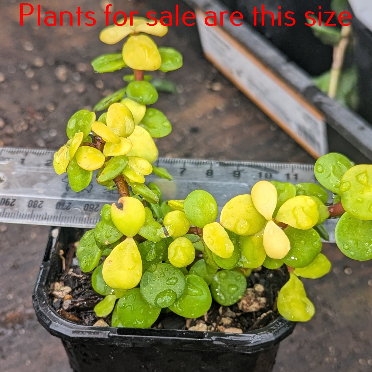 Portulacaria Afra Aurea | Yellow Rain Bush