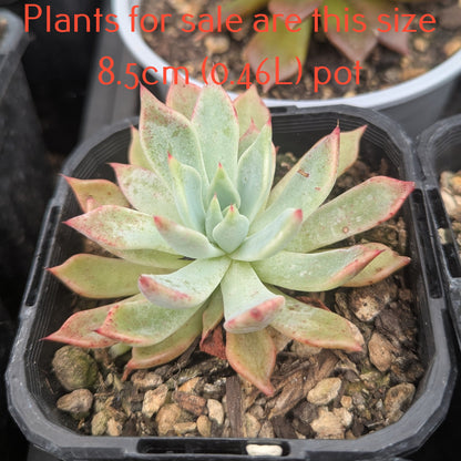 Echeveria Pulidonis
