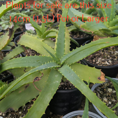 Aloe Arborescens | Torch Aloe