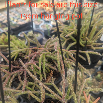 Rhipsalis Horrida | Mouse Tail Cactus