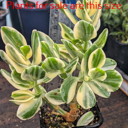 Crassula Ovata Tricolor | Variegated Jade Plant