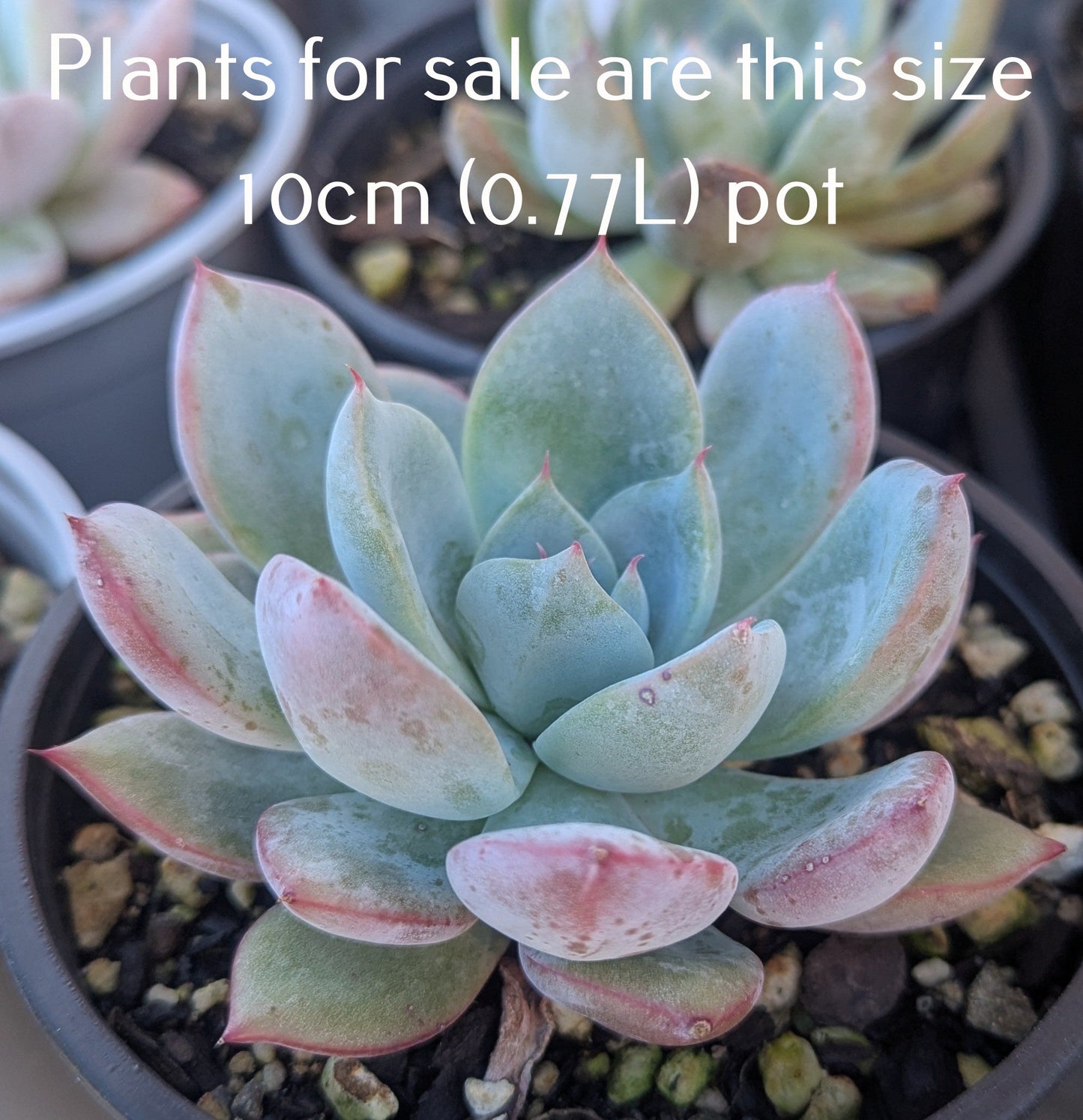 Echeveria Blue Horizon