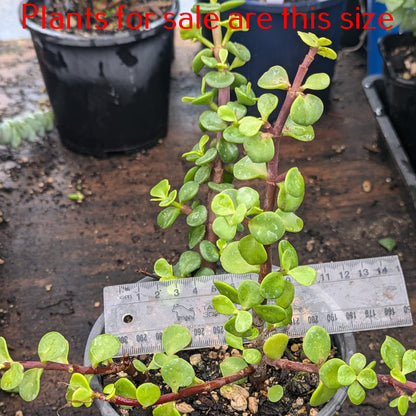 Portulacaria Afra | Elephant Bush