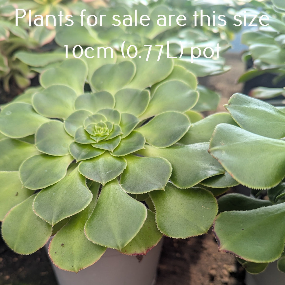 Aeonium Subplanum Hybrid